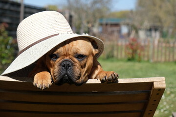 dog in a hat
