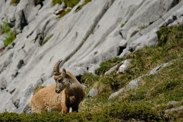 alpine ibex in the mountains