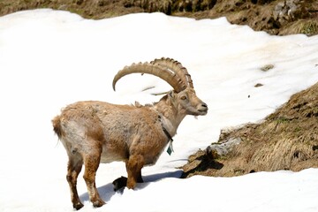 mountain goat on the snow rock