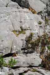 marmot in mountain