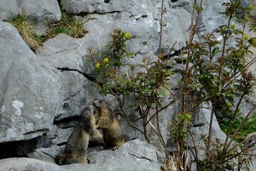 battle of marmot