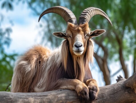 Captivating Image of Rare Long-Horned Goat Capturing Hearts in the Zoo Generative AI