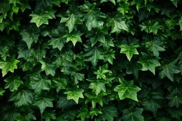 Discover the Aesthetic Charm of Ivy Leaves: Unleash the Magic of Nature's Patterns in HD Generative AI