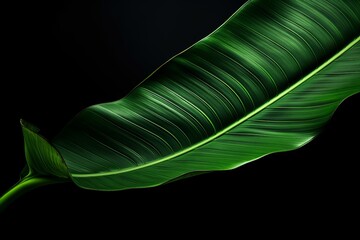 Mesmerizing Depths: A Dramatic Exploration of a Green Banana Leaf on Black Canvas Generative AI