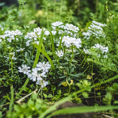 flowers in the garden