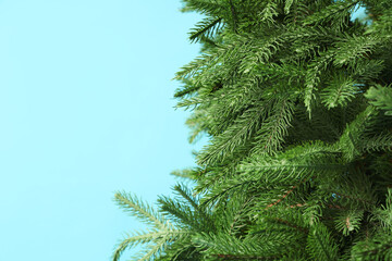 Green fir tree on color background, closeup