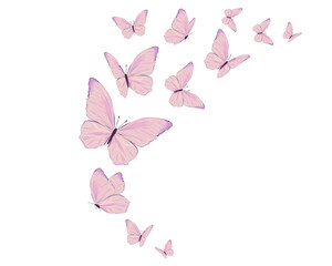 pink butterfly on a white background