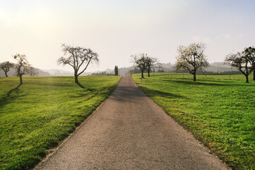Road through green pastures and trees