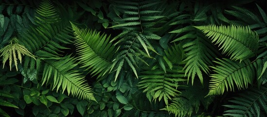 Fototapeta na wymiar In the midst of a tropical forest, the vibrant green foliage flourished, its leaves spiraling in a mesmerizing pattern, showcasing the intricate growth of the ferns, a testament to the flourishing