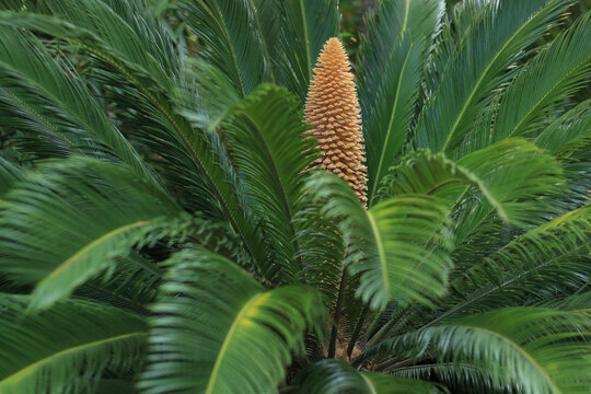 Leaves of Cycas. Flower of cycad large pollen above an cycad sago palm. Cycas revoluta male cycad plant blooms. Green palm leaves