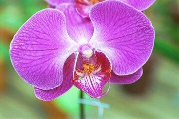 Phalaenopsis sp. - Moth Orchid
