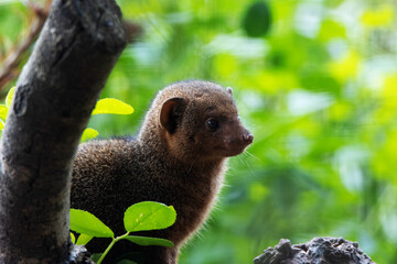 Dwarf mongoose (Helogale parvula) with a natural gren background