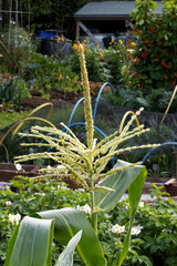 Maize (Zea mays) flowers in an English garden with allotment tools and beds in the background
