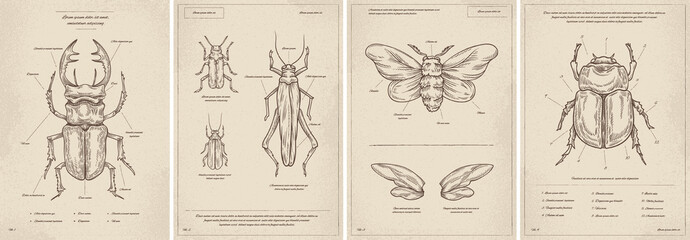 Vintage Insects posters vector set
