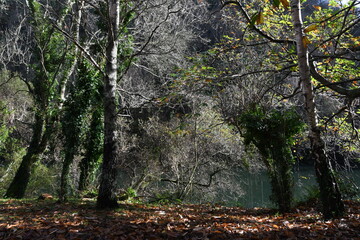 Formas diversas en la fraga