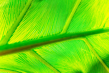 Close up of a green palm leaf with light shining through
