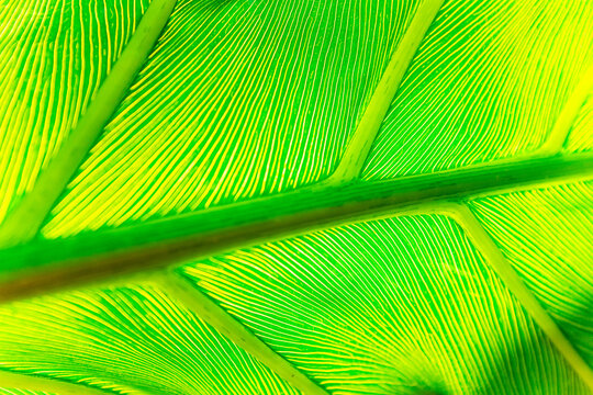 Fototapeta Close up of a green palm leaf with light shining through