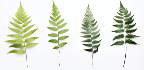 Discover the Astonishing Diversity: Four Unique Fern Leaves Showcased in One Stunning Image Generative AI