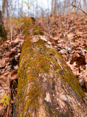 fallen tree trunk with moss