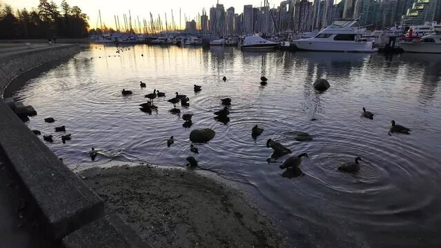 Boats in the Marina with City Scape, Buildings in Urban City. Sunny Sunrise, Fall Season. Birds in Water. Coal Harbour, Downtown Vancouver, BC Canada. High quality 4k footage