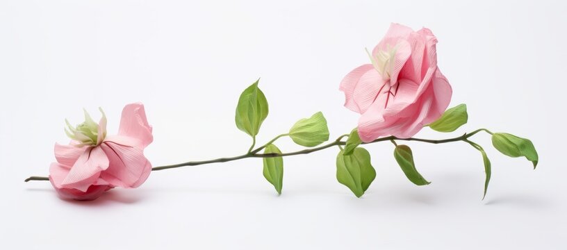 Unveiling Beauty: A Stunning Close-Up of Dual Pink Blooms on a Pristine White Background Generative AI