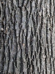 Tree Bark