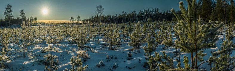 Scenic panorama on winter Sunset, Sun shine from blue sky over young pine tree plants,...