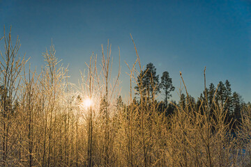 Scenic view of warm golden Sun shining through young birch branches covered by hoarfrost, early...
