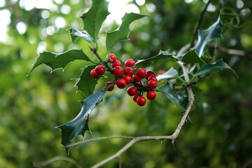 Close up of red berries of a holly plant tree