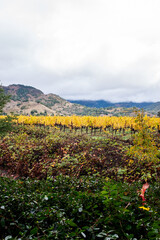 Fototapeta na wymiar View of the vineyard in Calistoga, California in the winter time