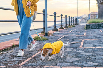 Woman dressed in yellow jacket taking a walk on the seafront with her cute Jack Russell Terrier...
