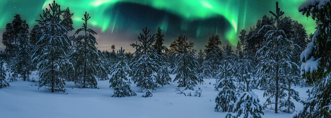 Scenic panorama of northern green lights over young pine tree forest decorated by fresh snow....