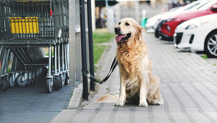 Golden retriever dog on leash waiting owner at street near supermarket. Purebred pet doggy sitting and looking back outdoors near grocery shop