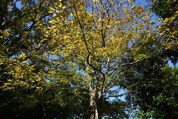 Obraz premium Chonowski's hornbeam ( Carpinus tschonoskii ) yellow leaves and ripe fruit spikes. Betulaceae deciduous tree. The fruit is a nut that ripens around October.