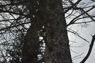 La Plaine 25 Novembre 2023