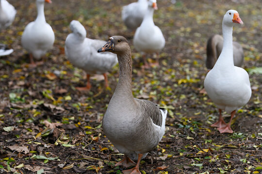 Flock of geese in the fall