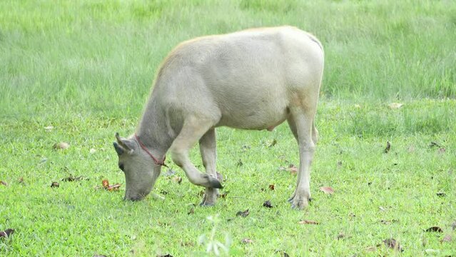 A baby buffalo is grazing on grass.