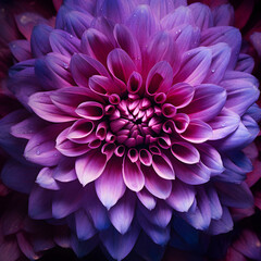 close up of a purple flower with a lot of petals