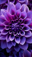 close up of a purple flower with a lot of petals