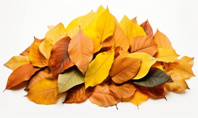 Fototapeta premium Exploring the Beauty of Fall: A Vibrant Collection of Colorful Leaves on a Pure White Canvas Generative AI