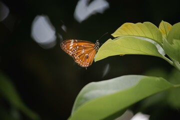 Macro photo of a brown tiger milkweed butterfly on a leaf.