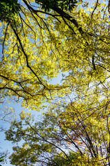 森の中から見上げた景色