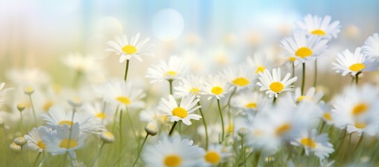 Splendor of Spring: Enthralling Daisy Field under Sunday's Sunny Sky Generative AI