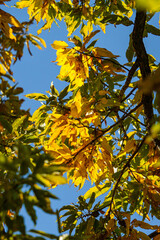 色づいた秋の公園の景色