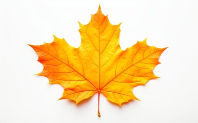 Naklejka na ściany i meble Exquisite Solitary Autumn Maple Leaf - The Unseen Beauty of Nature Generative AI