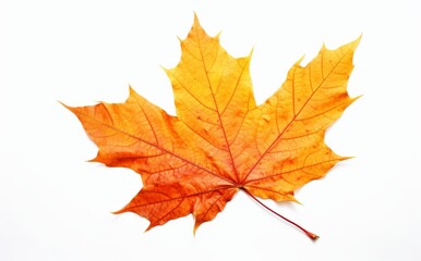 Naklejka na ściany i meble Autumn Beauty: Exquisite Isolated Maple Leaf on Pure White Background Generative AI