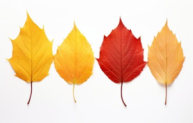 Experience the Diverse Beauty of Autumn: Unveiling Four Unique Fall Leaves Generative AI