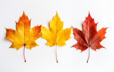 Fototapeta premium Mesmerizing Symphony of Autumn: An Exploration of Four Unique Fall Leaves Generative AI