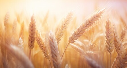 Golden Harvest: Stunning Rays of Sunshine Filtering through a Bountiful Wheat Field Generative AI