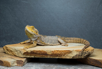 bearded dragon on gray background